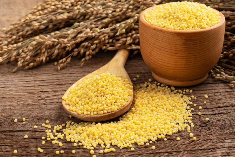 Millet TGGS