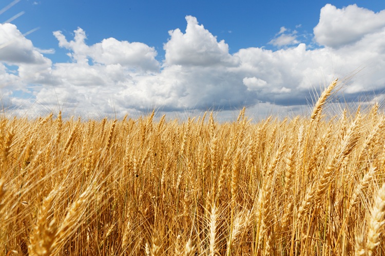 Beautiful shot of a whet field with a cloudy sky in the background at daytime