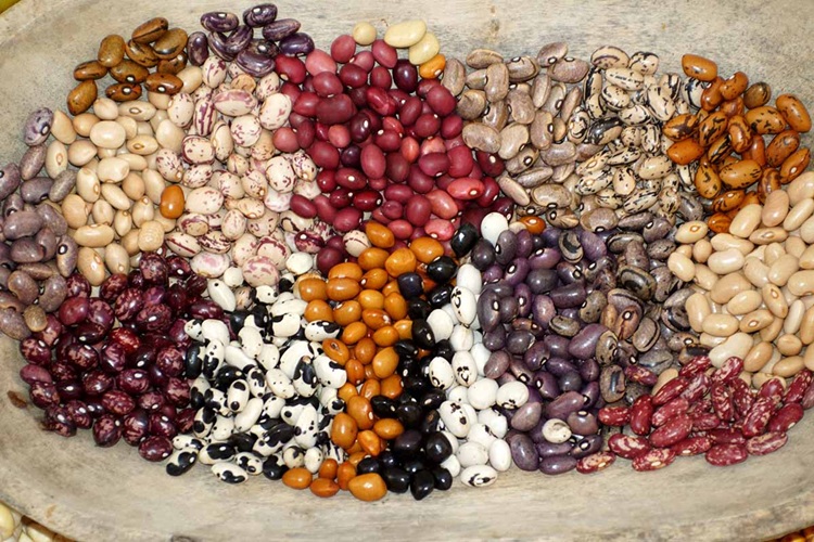 beans TGGS